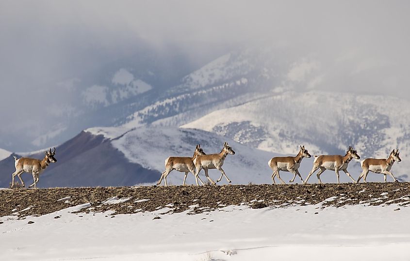 A group of pronghorn crossing over a mountain.