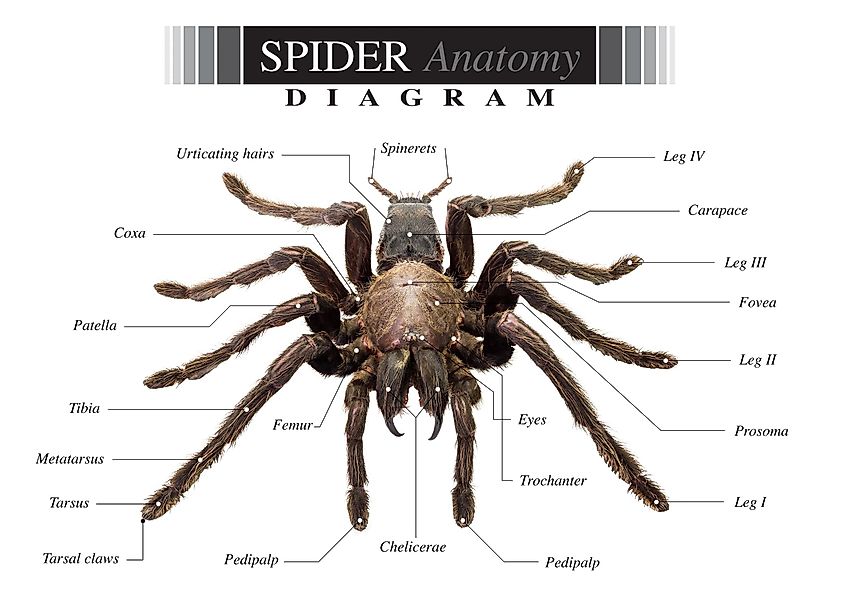 A diagram of spider anatomy