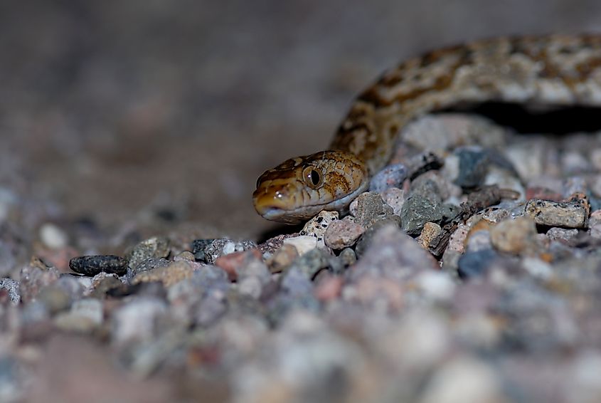 A macro image of a lyre snake from southern Arizona.