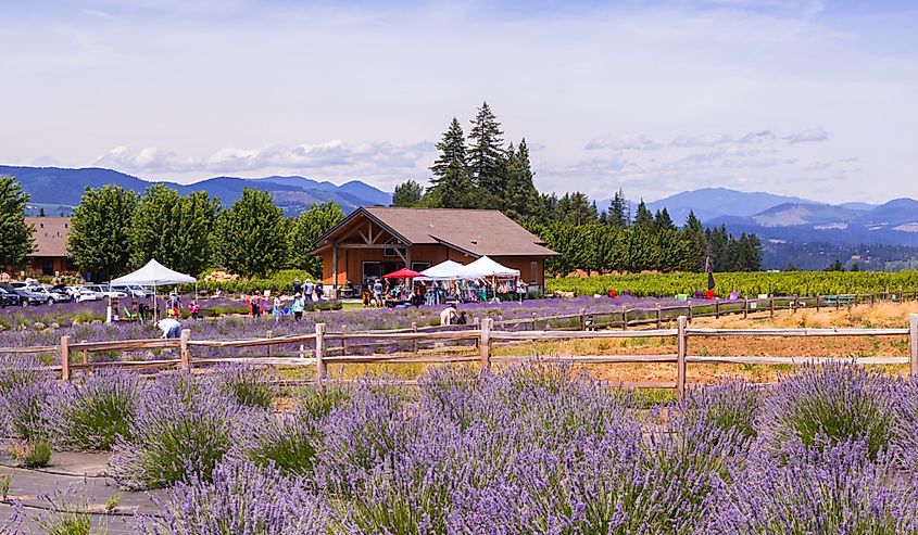 Hood River Lavender Farms invite visitors to collect lavender