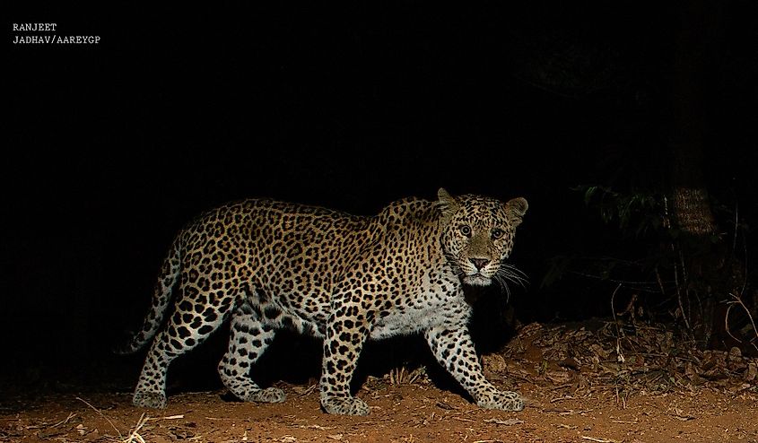 Aarey leopard by Ranjeet Jadhav