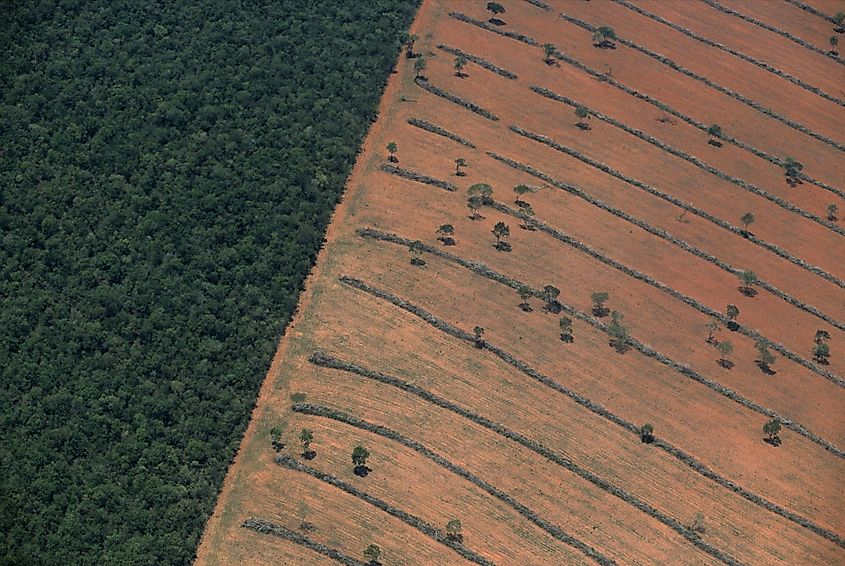Pantanal deforestation