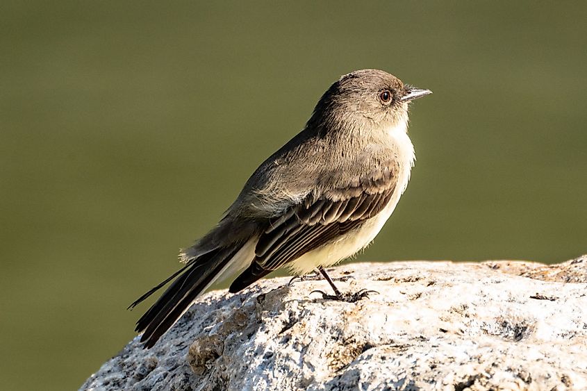 Eastern Phoebe in Guadalupe State Park
