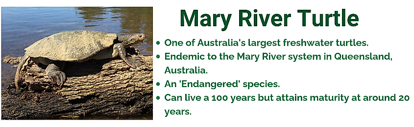Mary River turtle