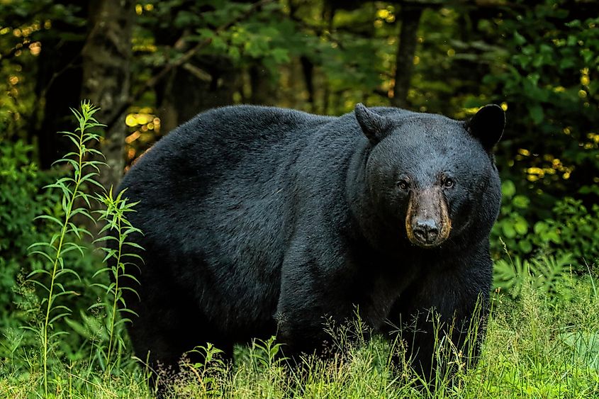 Close up of an American black bear.