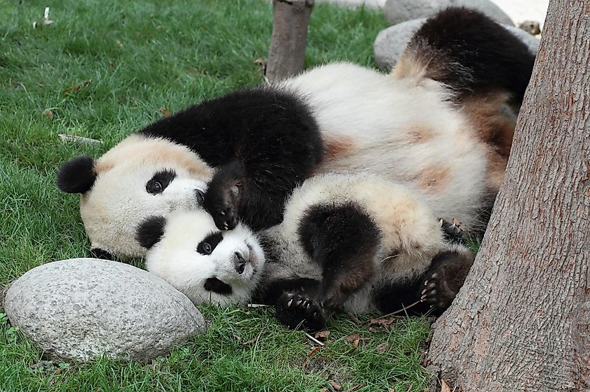 A female giant panda cuddling its cub.