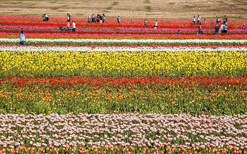 People visiting the Wooden Shoe Tulip Festival in Woodburn.