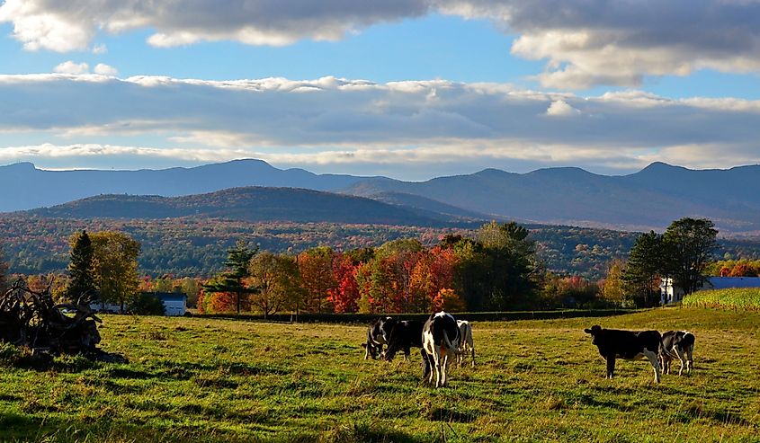 Scenic view of Shelburne, Vermont with cows grazing in autumn.