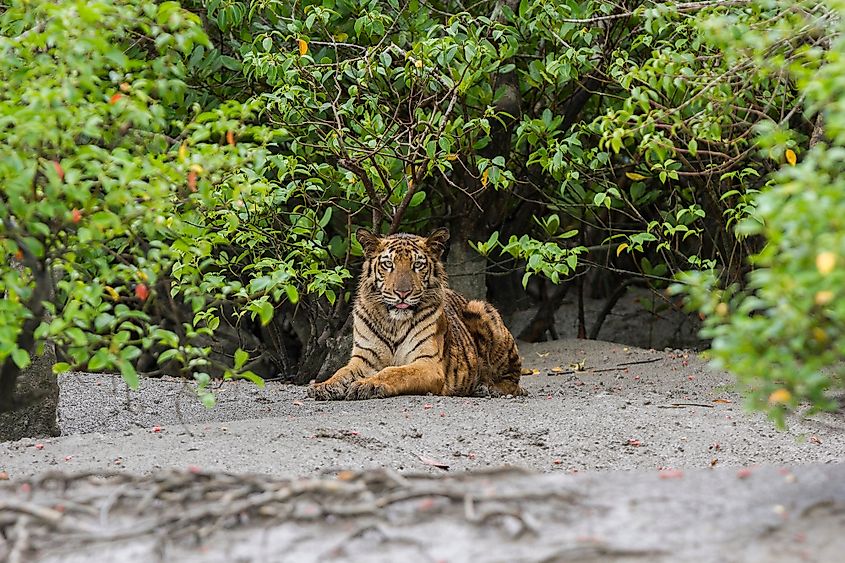 Sundarbans Bengal tiger