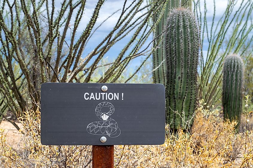 Rattlesnake Caution Sign in Saguaro National Park - Sonoran Desert, Arizona