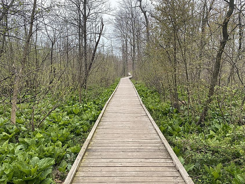A wooden boardwalk cuts through a green, vibrant wetland