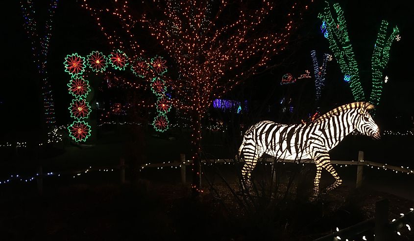Zebra at night illuminated by holiday lights