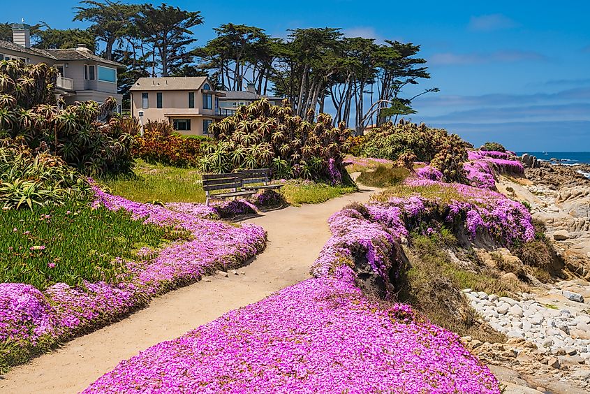Carpet of wildflowers in the picturesque town of Monterey, California.