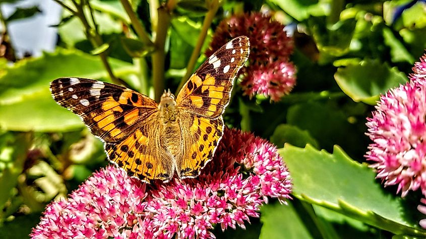 Butterfly with open wings on flower Westport, Washington.