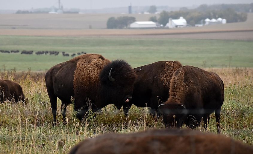 American bison walking and grazing on native prairie grasses in Blue Mounds State Park near Luvurne, Minnesota