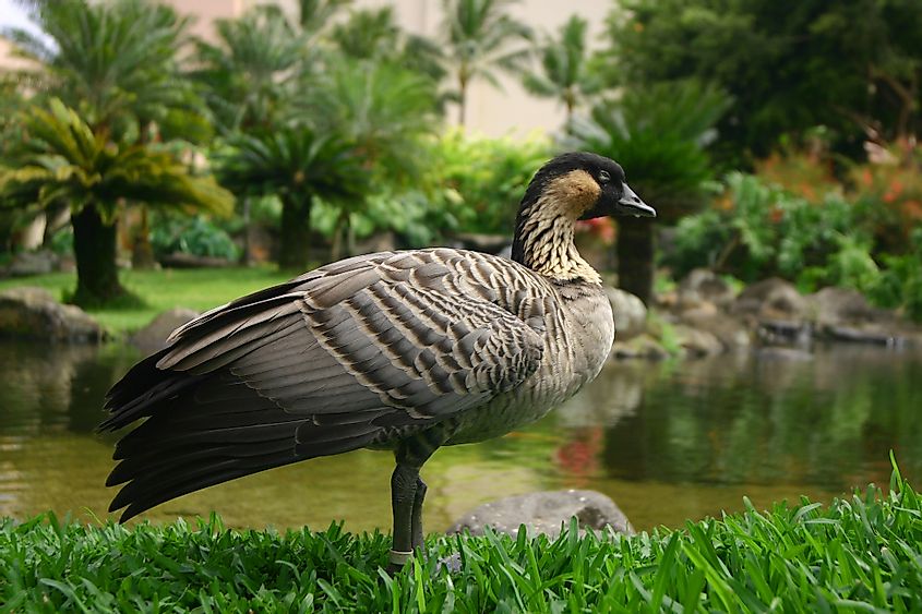 Hawaiian geese