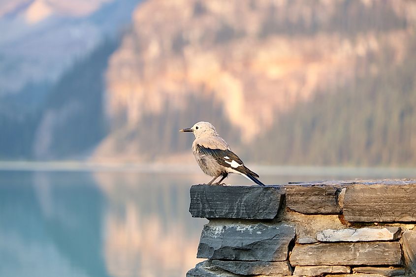 Banff national park bird