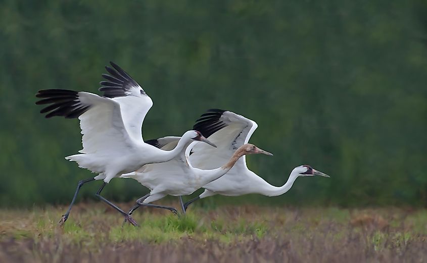 A whooping crane family of two adults and one juvenile get a running start as they prepare for takeoff.