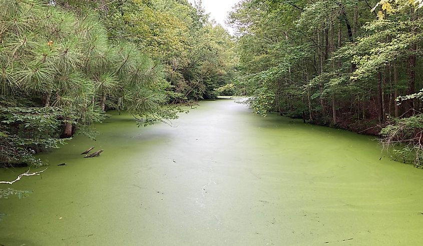 Chesapeake, Virginia, in the Northwest River Natural Preserve