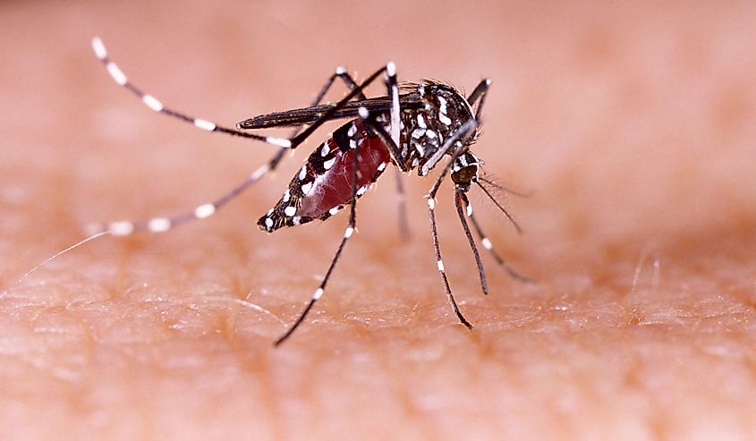 Zica virus aedes aegypti mosquito on human skin
