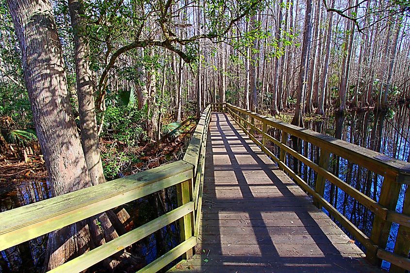 Boardwalk through the Highlands Hammock State Park, Florida.