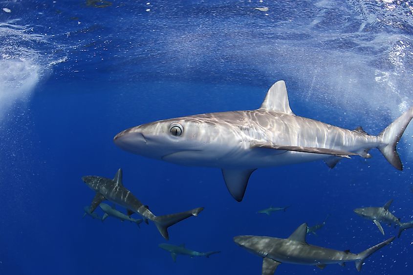 sharks Lord Howe