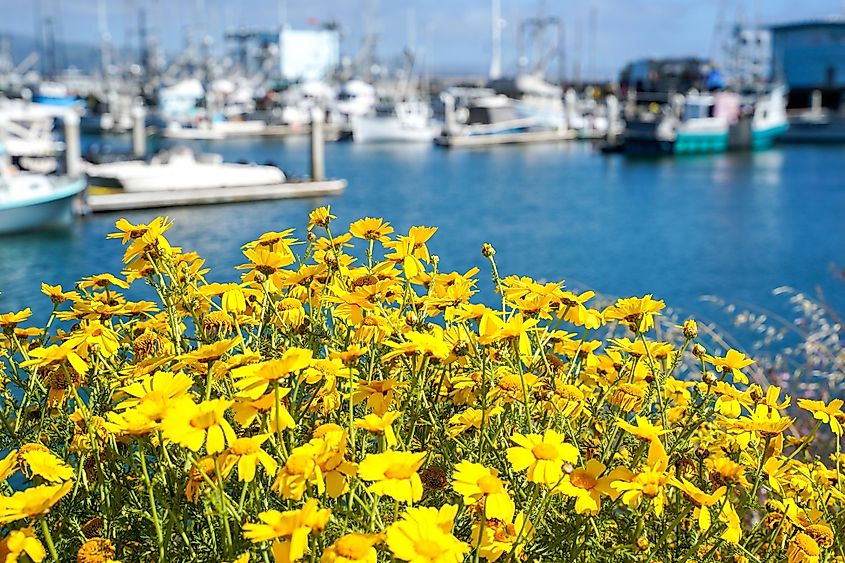 Bright yellow flowers with the Half Moon Bay in the background.