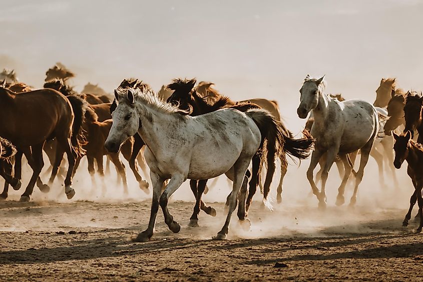 A herd of horses in Turkey. 
