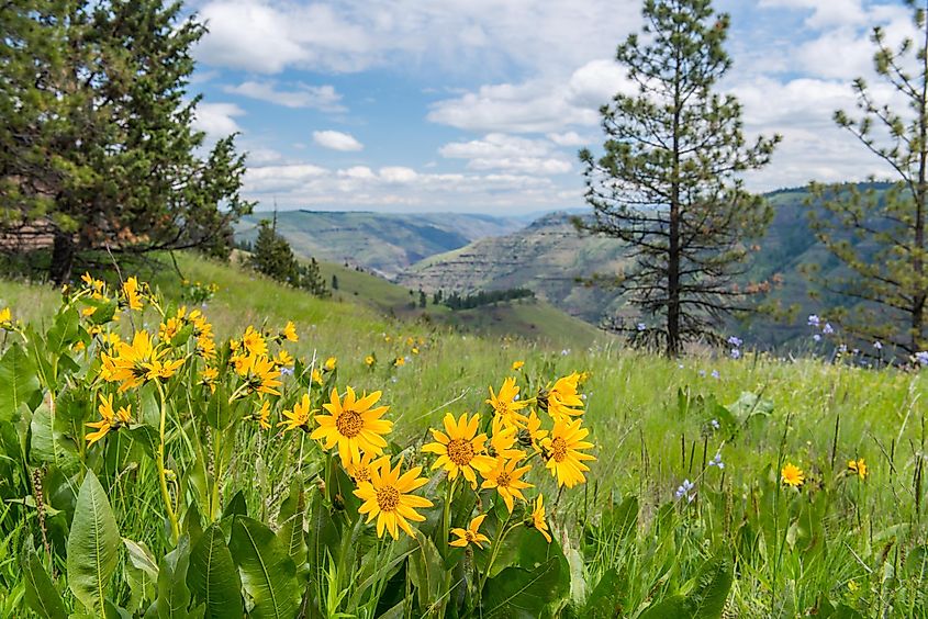 Wildflowers at the Joseph Canyon Overlook, Wallowa Whitman National Forest.