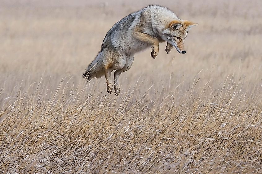 A coyote in the wilderness.