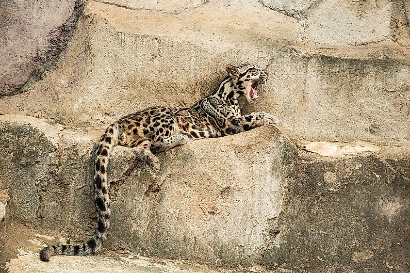 Sunda clouded leopard