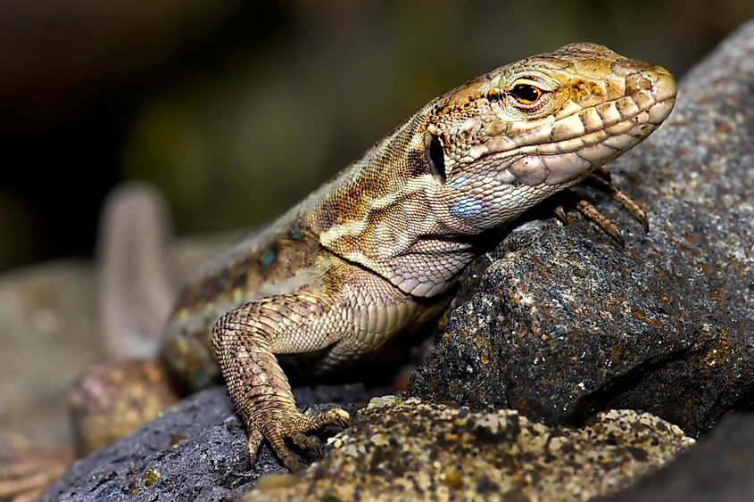 The Canary lizard.