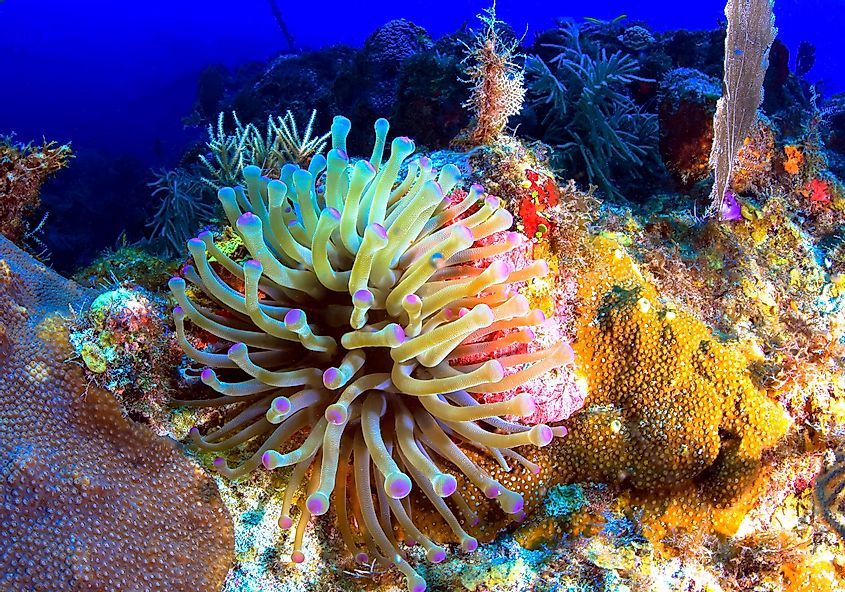 A very large sea anemone flourishing in Florida Keys National Marine Sanctuary