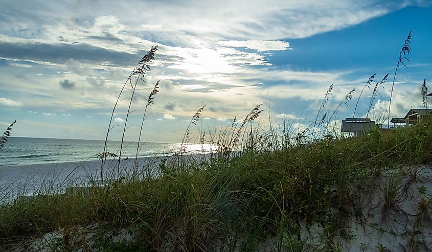 Grass grows along the beach in Florida’s Henderson Beach State Park