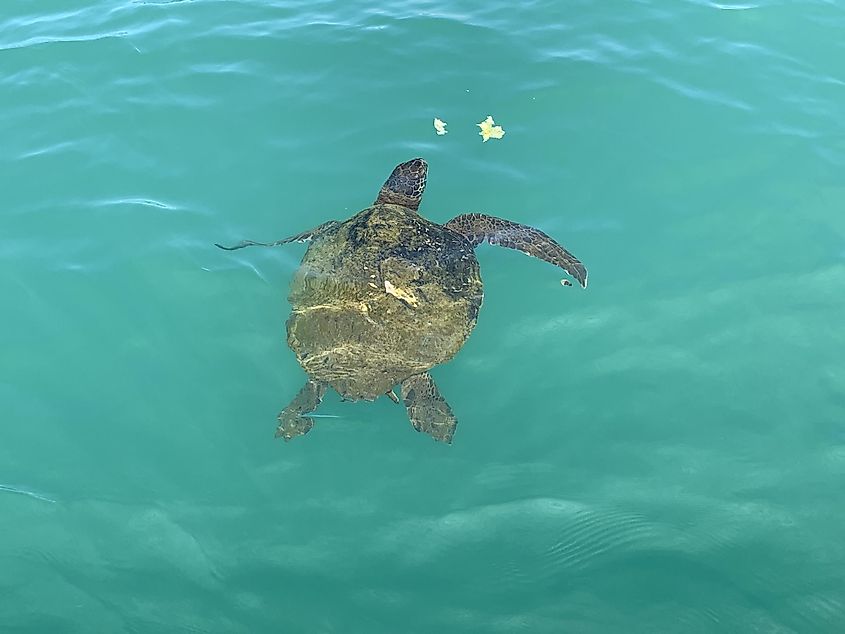 A sea turtle eating some pieces of lettuce tossed in the water