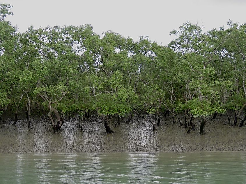 Sundarbans india