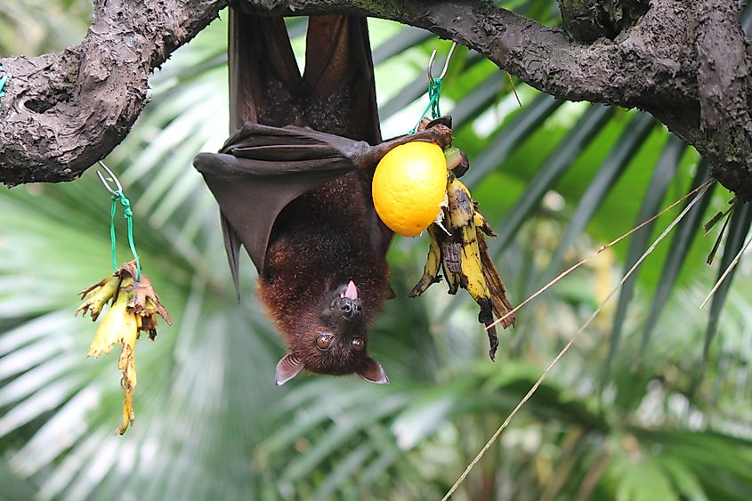 fruit eating bat