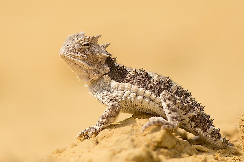Close-up of a horned lizard.