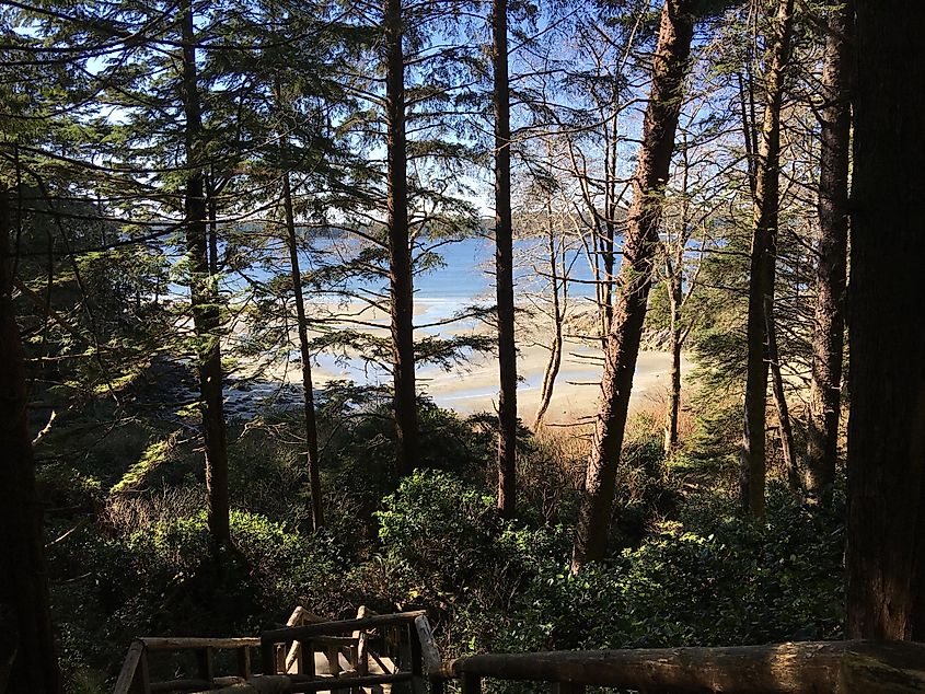 A wooden staircase leads down through a temperate rainforest and out to a small beach.