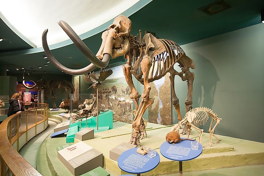 The skeleton of a mammoth in Natural History Museum