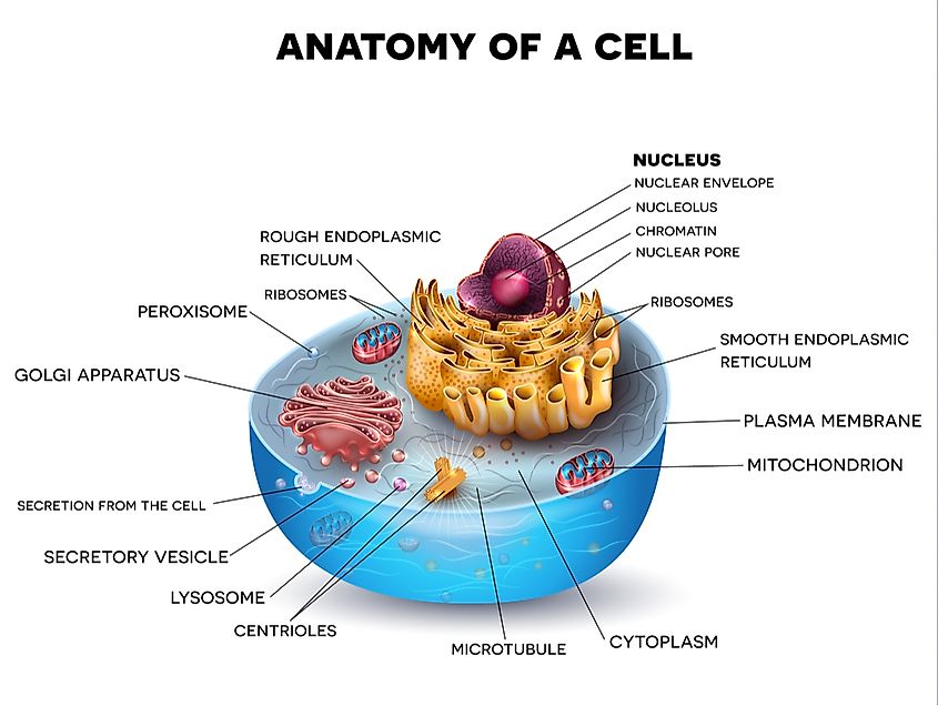 Cell cross section structure.