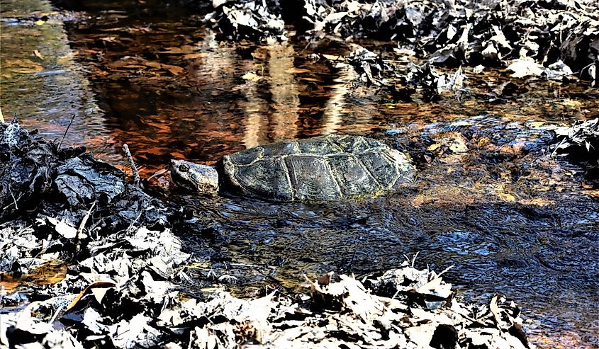 A large common snapping turtle moves slowly through an amber shallow creek and leaves at Big Thicket National Preserve in Kountze, Texas.