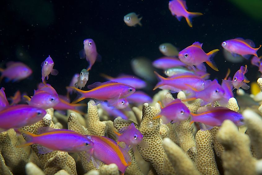 colorful fish on hard coral macro in Cebu Philippines