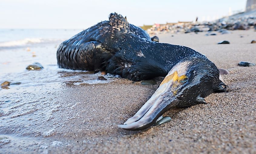 Oil spill bird poison