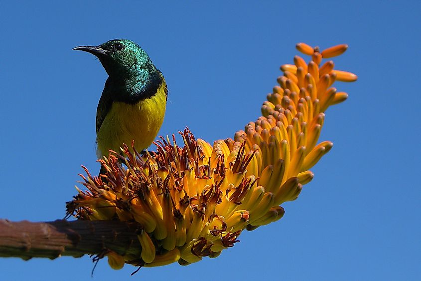 Collared sunbird sitting on aloe flower, Kruger National Park, South Africa