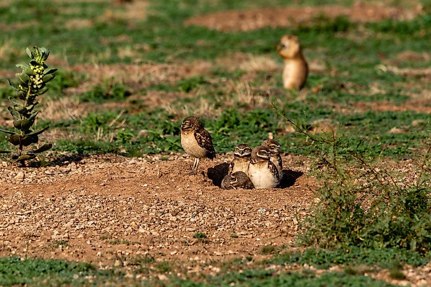 Burrowing Owl chicks on the lookout