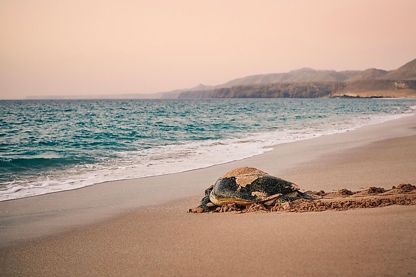 Huge Green Turtle heading back to ocean after having laid eggs on beach in Ras Al Jinz, Sultanate of Oman.