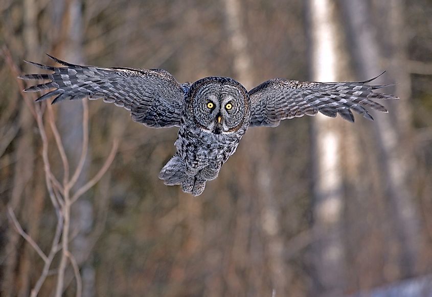 The great grey owl can have a wingspan of 5 feet.