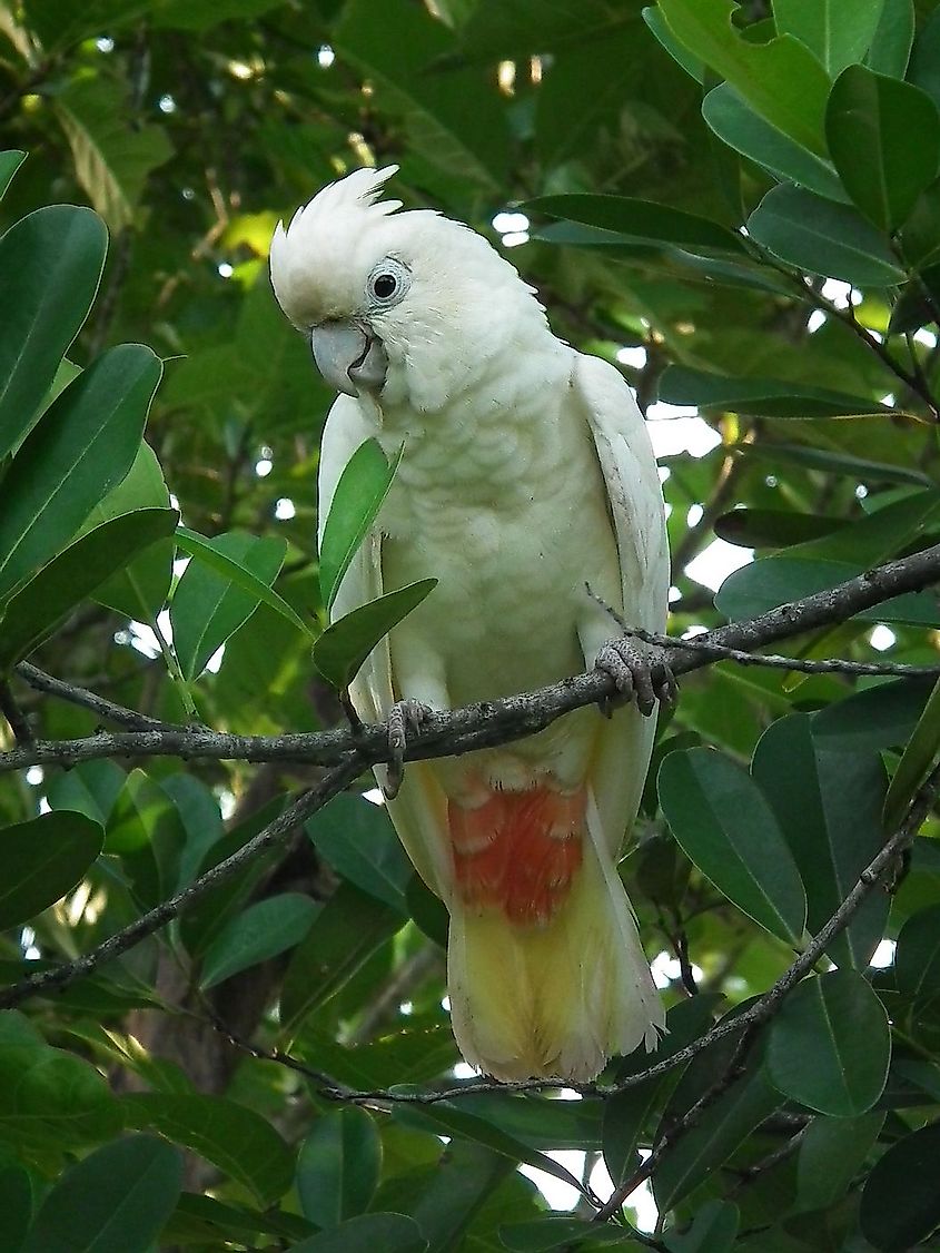 The critically endangered Philippine cockatoo, an endemic bird of the Philippines. 