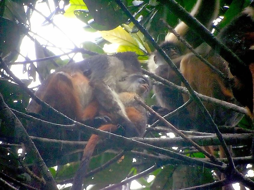 Another rare image showing a family of Niger Delta red colobus monkeys